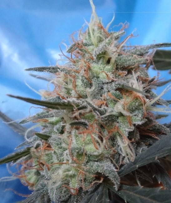Congo x Kali China Feminised Seeds-ACECGOKCFEM