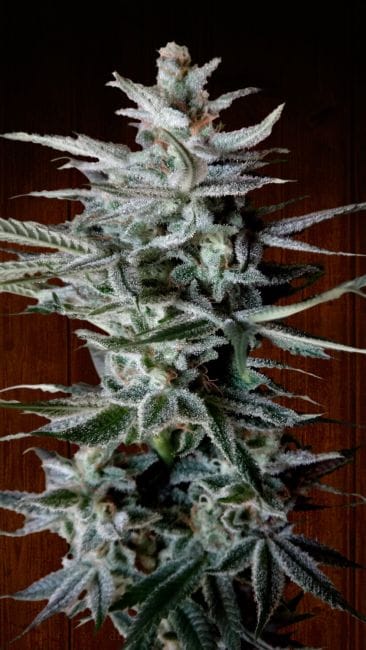 Snow Moon Feminised Seeds-ACESNMFEM