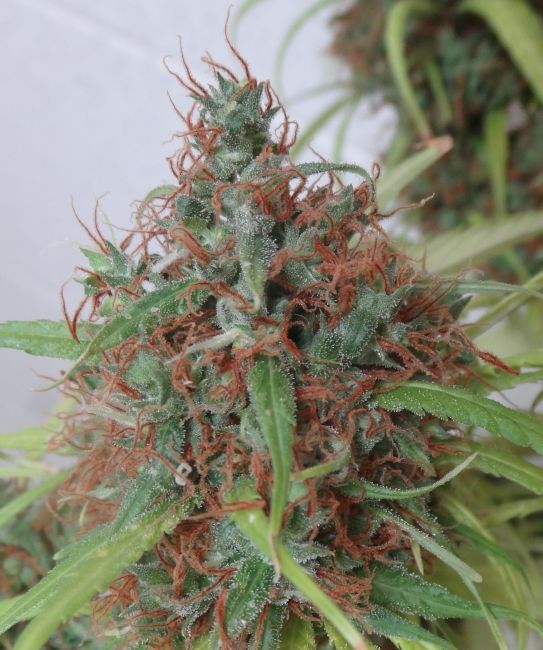 Honduras Regular Seeds-ACEHONREG