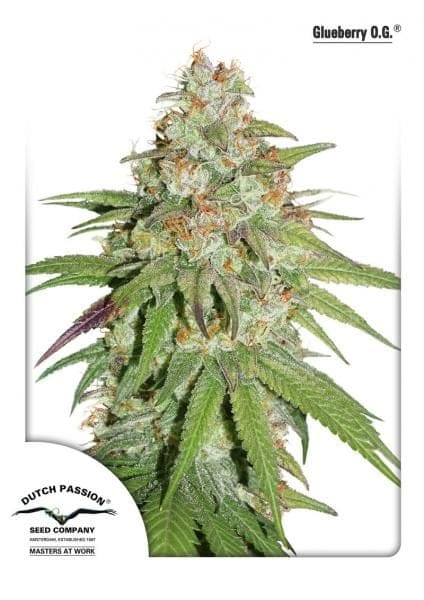 Glueberry O.G. Feminised Seeds-dp-GlueberryOG-fem