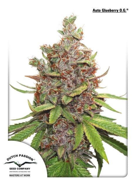 Glueberry O.G. Auto феминизирани семена-dp-auto-glueberryOG-fem