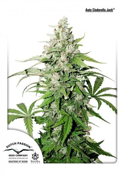 Cinderella Jack Auto Feminised Seeds-dp-auto-cinderella-jack