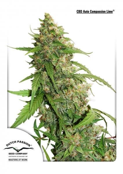 Compassion Lime CBD Auto Feminized Seeds-dp-cbd-auto-compassion-lime