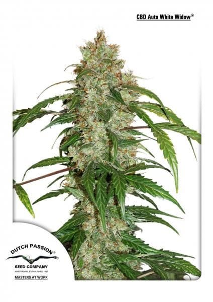 White Widow CBD Auto Feminised Seeds-dp-cbd-auto-white-widow