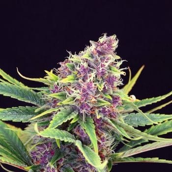 Purple Kush Feminised Seeds-KBPK