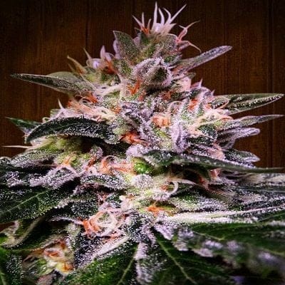 Bubba Hash Feminised Seeds-ACEBUBH-FEM