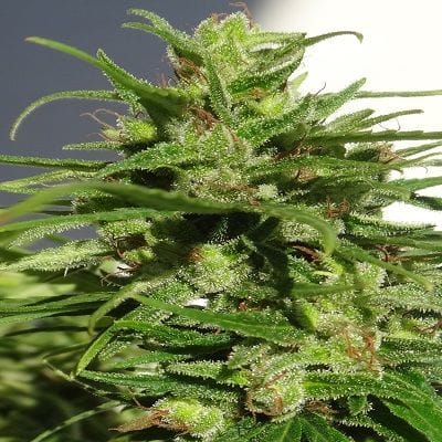 Ethiopian Regular Seeds-ACEETHREGU