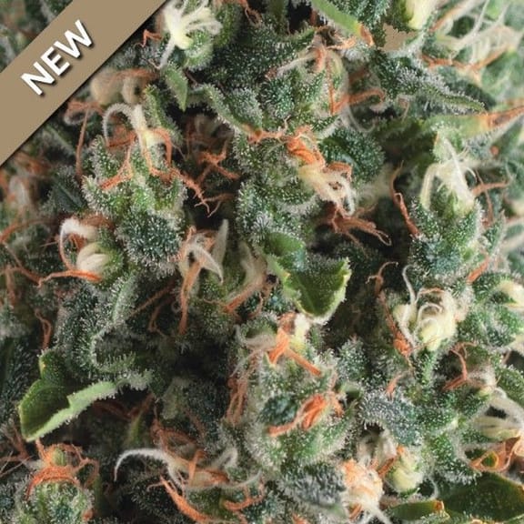 Super OG Kush Auto Feminised Seeds-PYR-SOG-AUTO-FEM