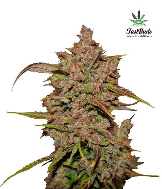 Crystal METH Auto Feminised Seeds-FB-CM-Auto-Fem