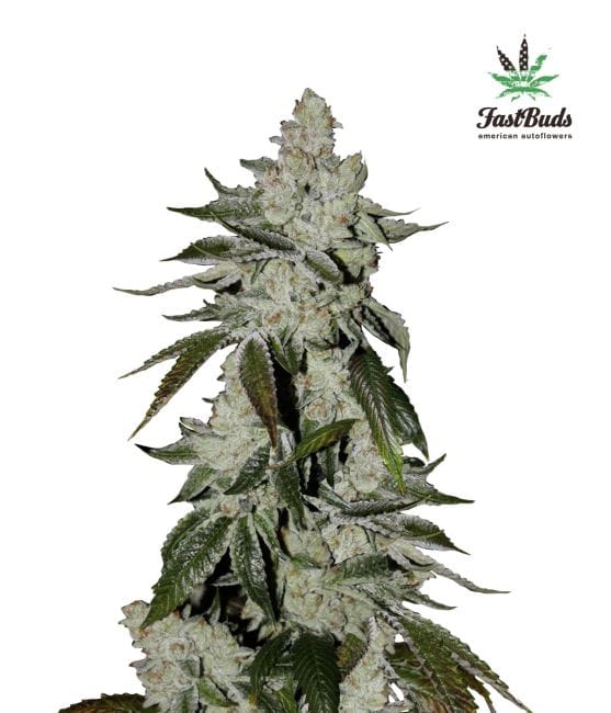 Girl Scout Cookies (aka Cookies) Auto Feminised Seeds-FB-GSC-AUTO-FEM