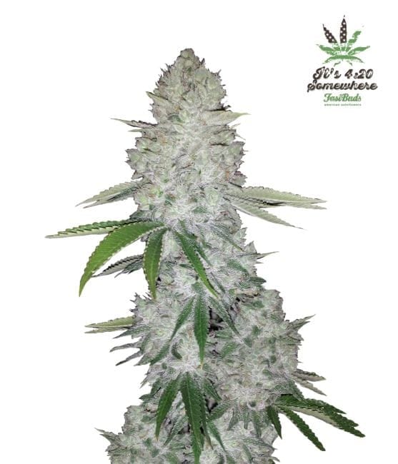 Gorilla Auto Feminised Seeds-FB-GG-AUTO-FEM