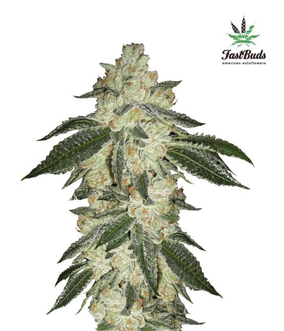 Green Crack Auto Feminised Seeds-FB-GC-Auto-Fem