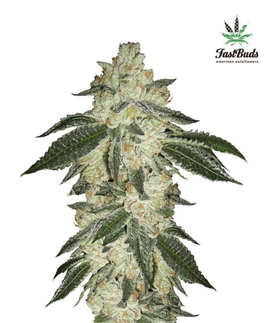 Green Crack Auto Feminised Seeds-FB-GC-Auto-Fem