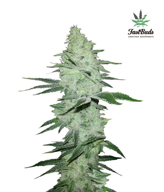 Six Shooter Auto Feminised Seeds-FB-SS-Auto-Fem