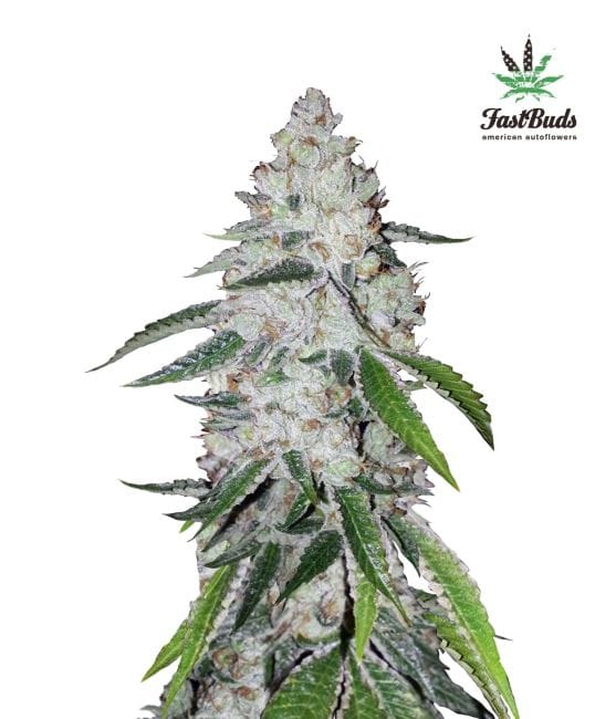 West Coast O.G. Auto Feminised Seeds-FB-WCOG-Auto-Fem