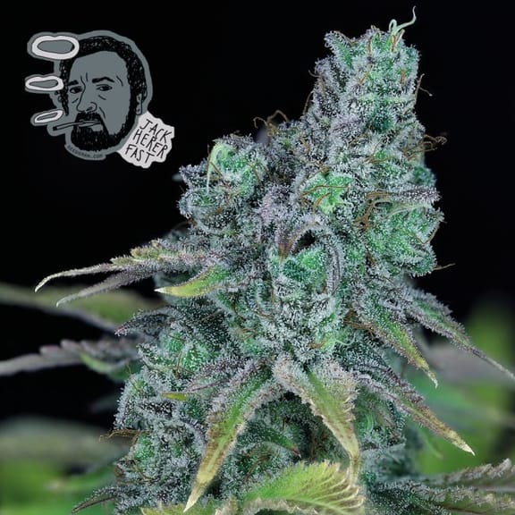 Jack Herer Schnell Feminisiert Saatgut-SMAN-JCKHR-FAST-FEM