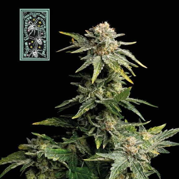 White Widow Fast Feminised Seeds-SMAN-WW-FAST-FEM
