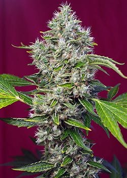 San Fernando Lemon Kush Feminised Seeds-SS-SFRND-Fem
