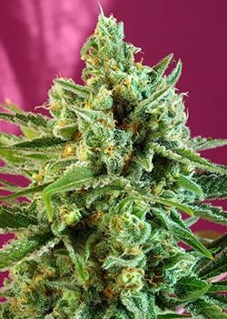 S.A.D. CBD Feminised Seeds-SS-SADCBD-Fem
