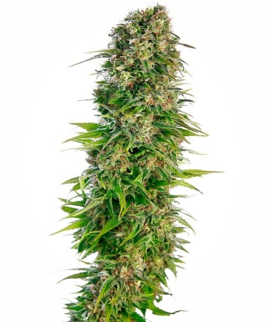 Hindu Kush Auto Feminised Seeds-SEN-HK-AUTO