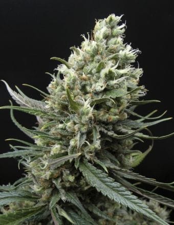 Ripper Haze Feminized Seeds-RIPP-RH-FEM