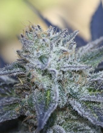 Washing Machine Feminized Seeds-RIPP-WM-FEM