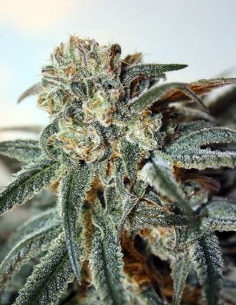 Zombie Kush Feminized Seeds-RIPP-ZK-FEM