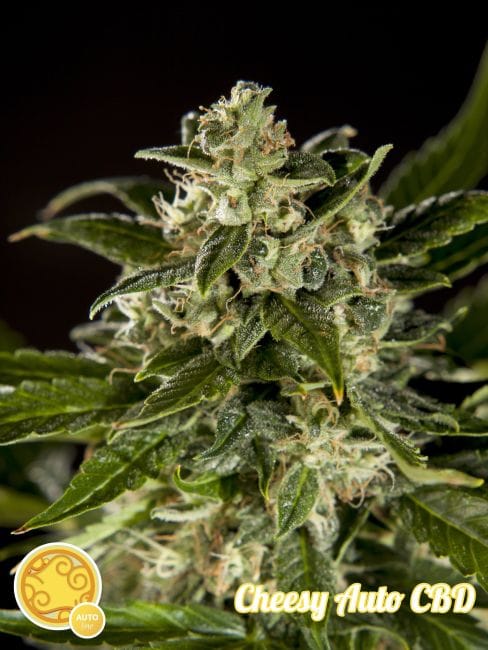 Cheesy CBD Auto Feminised Seeds-PHIL-CHEESCBD-Fem-Auto
