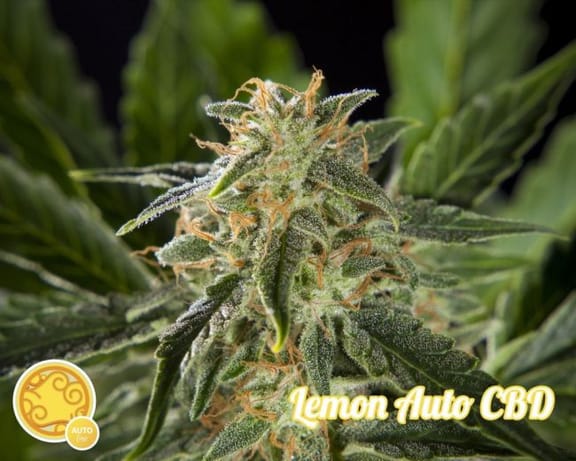 Lemon CBD Auto Feminised Seeds-PHIL-LEMCBD-Fem-Auto