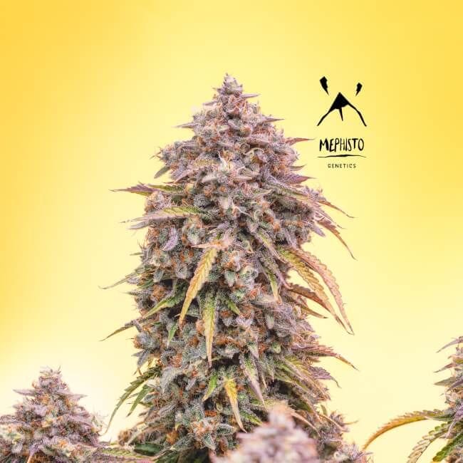 3 Bears OG Auto Feminised Seeds-MEPH-3BOG-AUTO-Fem