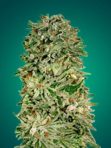 Shark Widow CBD Feminised Seeds-ADV-SHKWCBD-FEM