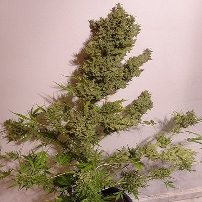 Malawi x NL Auto Feminised Seeds-ACE-AMLWNL-FEM