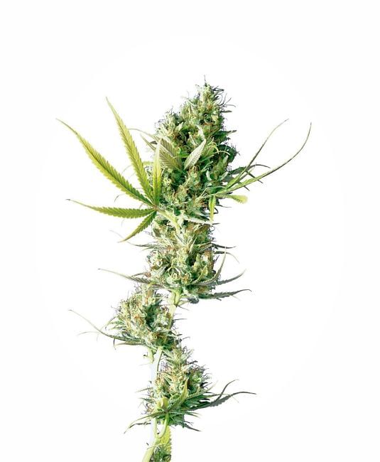 Durban Feminised Seeds-sensi-durban-fem