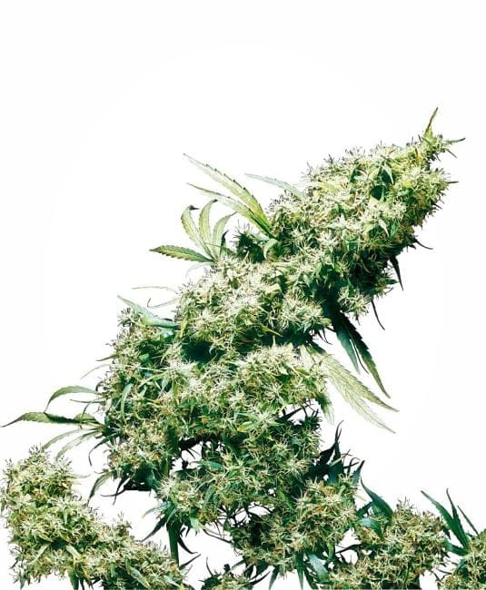 Jamaican Pearl Feminised Seeds-sensi-jampearl-fem