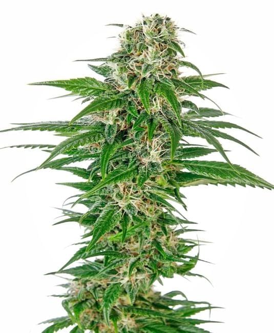 Early Skunk Auto Feminised Seeds-sensi-earlysk-auto-fem