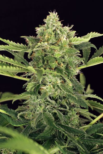 Mango Cream Auto Feminised Seeds-EXO-MC-AUTO-FEM