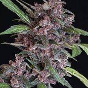 Black Lemon Auto Feminised Seeds-EXO-BL-AUTO-FEM