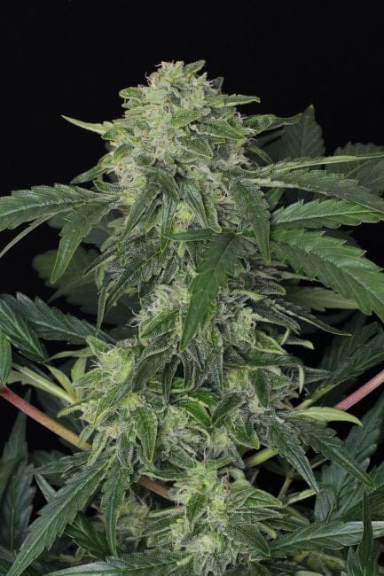 Jungle Fever Auto Feminised Seeds-EXO-JF-AUTO-FEM