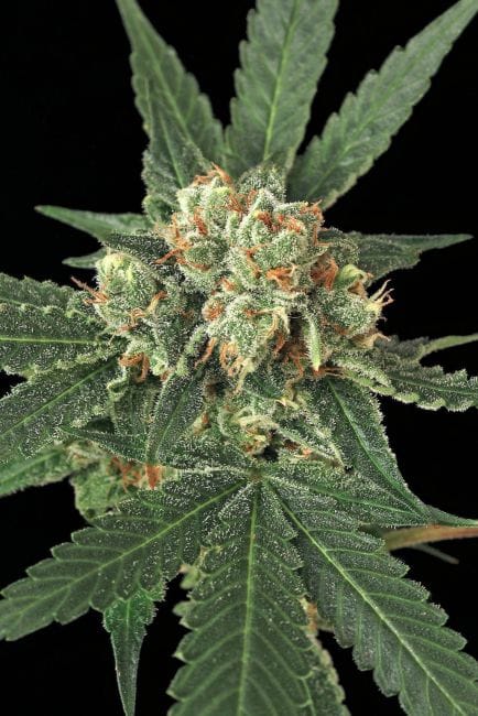 Blue Monkey Feminised Seeds-EXO-BM-FEM
