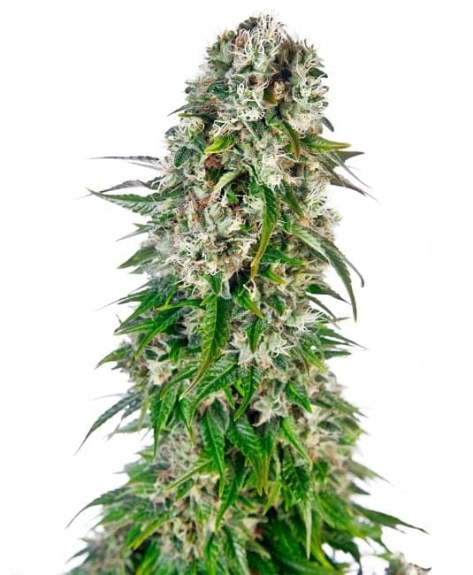 Big Bud Auto Feminised Seeds-sensi-bigbud-auto-fem