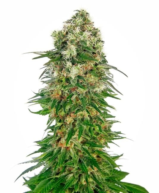 Shiva Skunk Auto Feminised Seeds-sensi-shivsk-auto-fem