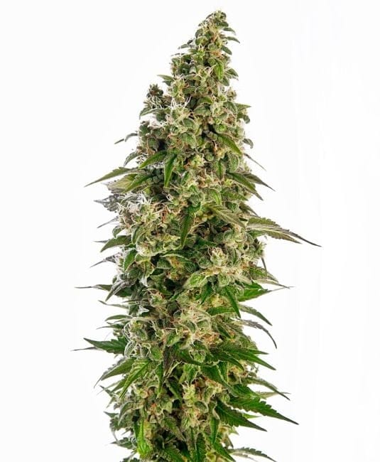 Afghani #1 Auto Feminised Seeds-sensi-Afghani1-auto-fem
