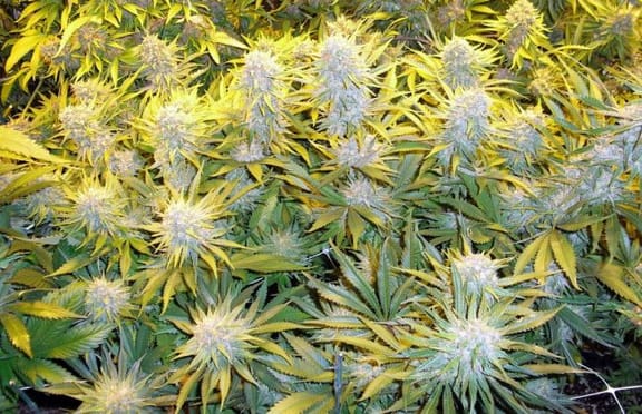 Critical Mass CBD Feminised Seeds-PHNX-CBDCM-FEM