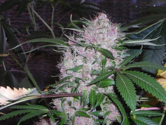 Northern Lights Feminised Seeds-PHNX-NRL-FEM