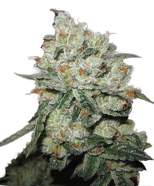 OG Kush Feminised Seeds-PHNX-OGK-FEM