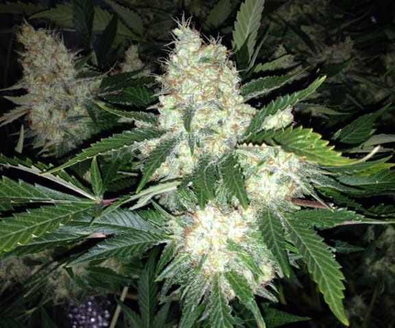 AK27 Express Auto Feminised Seeds-PHNX-AK27-AUTO-FEM