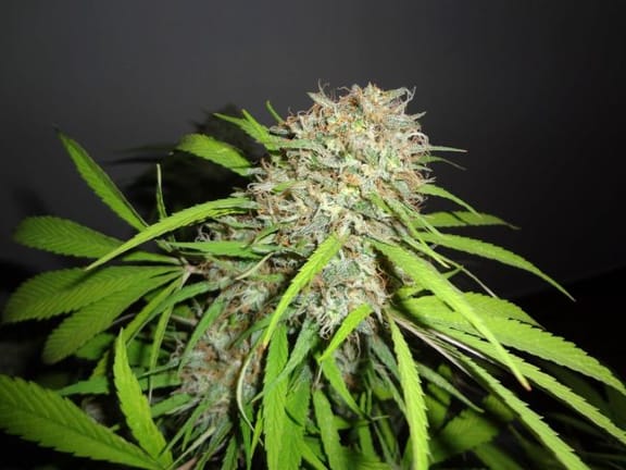 Original Skunk Express Auto Feminised Seeds-PHNX-ORSK-AUTO-FEM