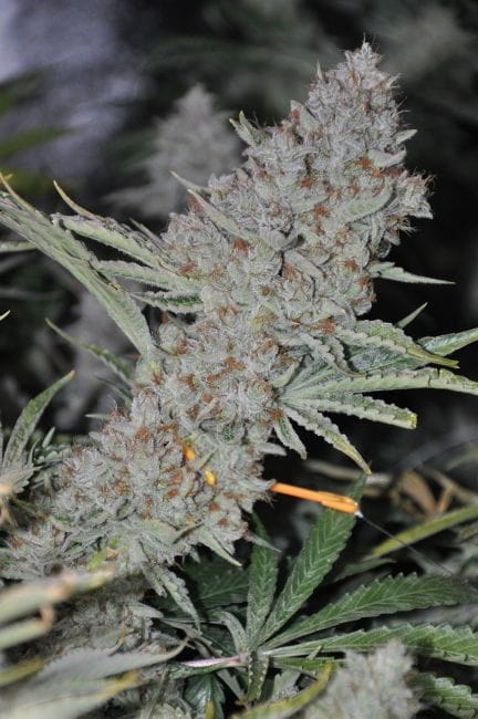 Sweet Tooth Express Auto Feminised Seeds-PHNX-ST-AUTO-FEM
