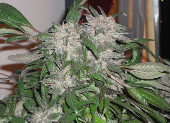 White Widow Express Auto Feminised Seeds-PHNX-WWD-AUTO-FEM