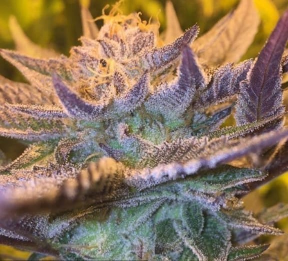 Girl Scout Cookies Auto Feminisiert Samen-GOG-CM-AUTO-FEM